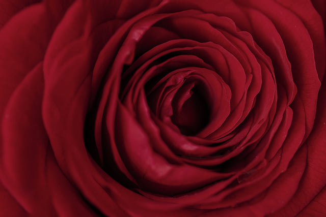 Darker Red Roses: A Quick Guide