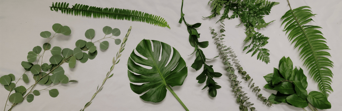 Green Foliage: Ten Varieties to Pair With Flowers
