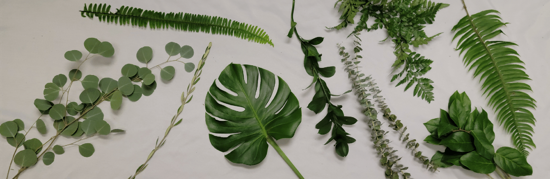 Green Foliage: Ten Varieties to Pair With Flowers