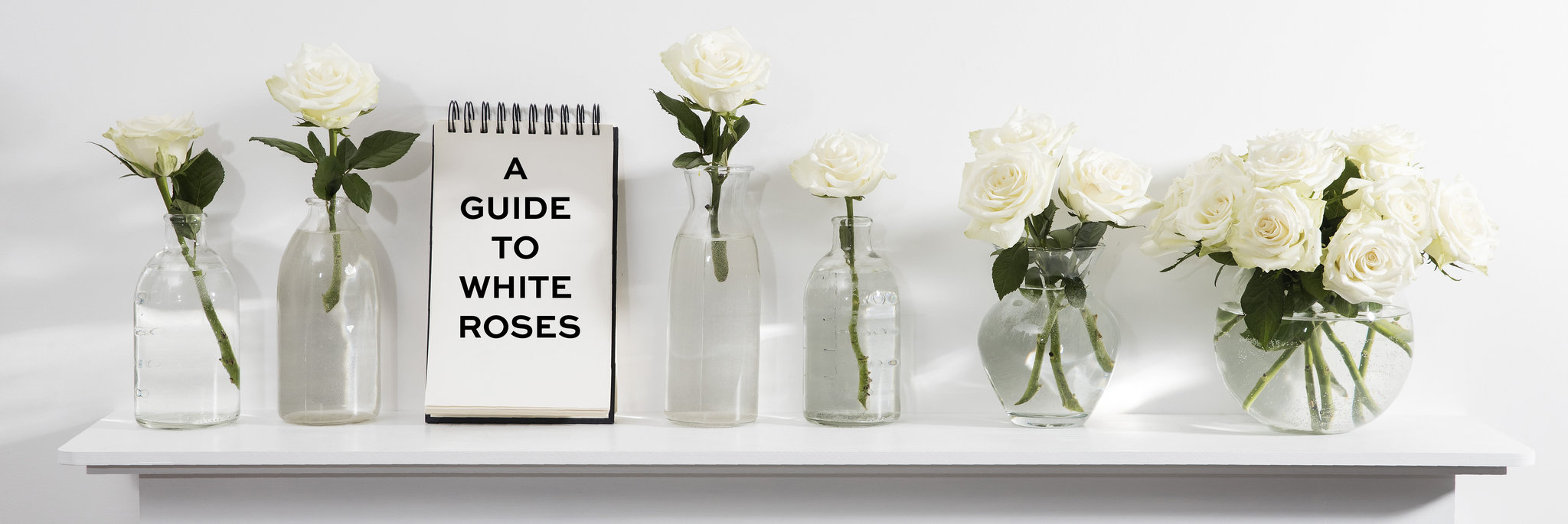 Classic White Roses: A Quick Guide
