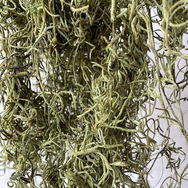 2.4 lb Light Green Spanish Moss