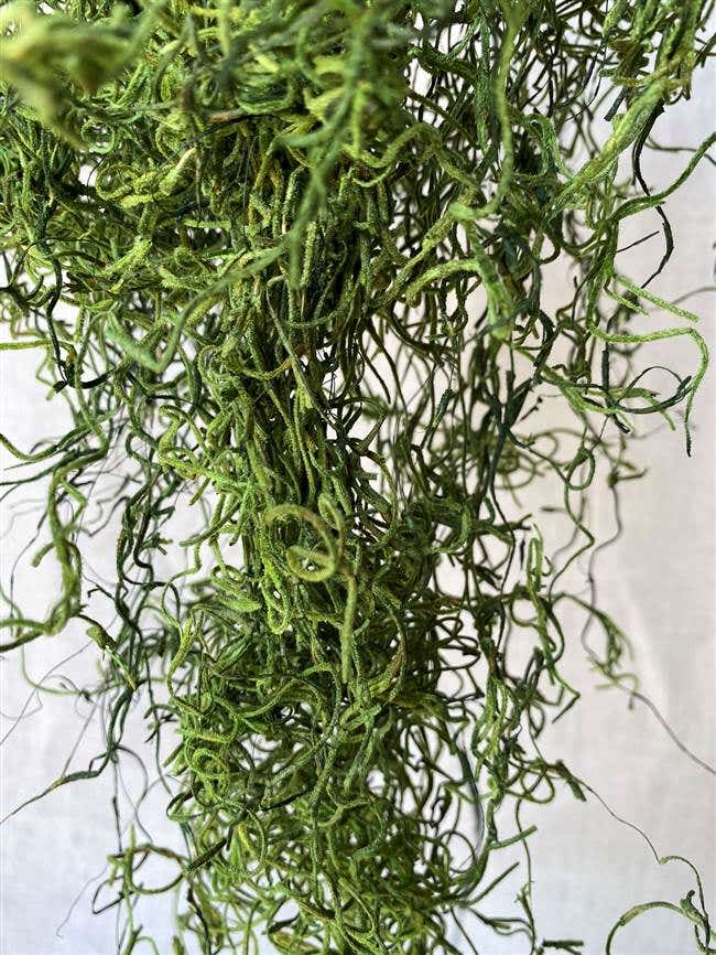 3 lb Green Spanish Moss