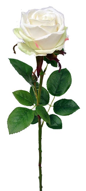 3.5x26 Cream Charlotte Rose Stem