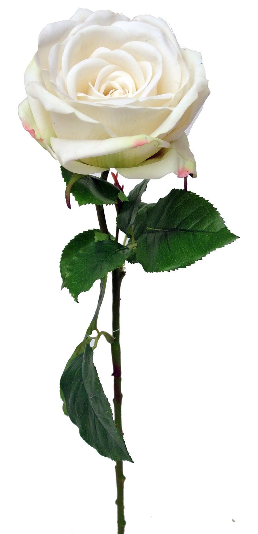 4.25 x 26 Cream Charlotte Rose Stem