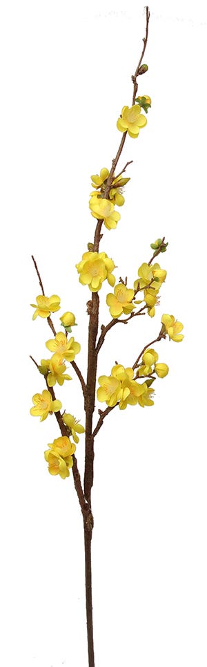 40 Yellow Quince Branch