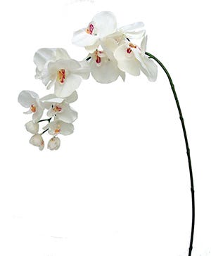 36 White Phalaenopsis Stem