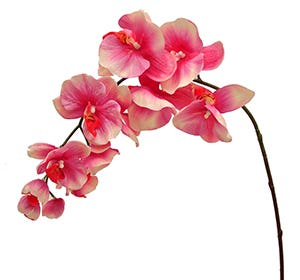 36 Fuchsia Phalaenopsis Stem