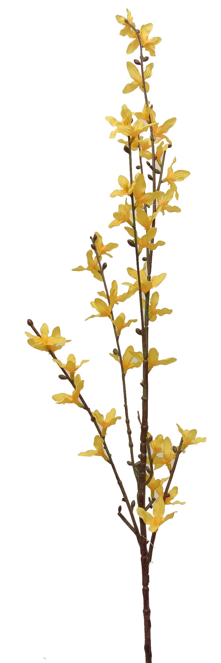 46 Yellow Forsythia Blooming Branch