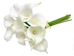 2 x 15 Cream Calla Bundle