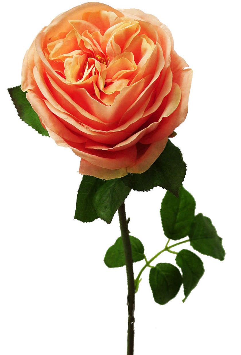 4 x 29 Apricot English Garden Rose