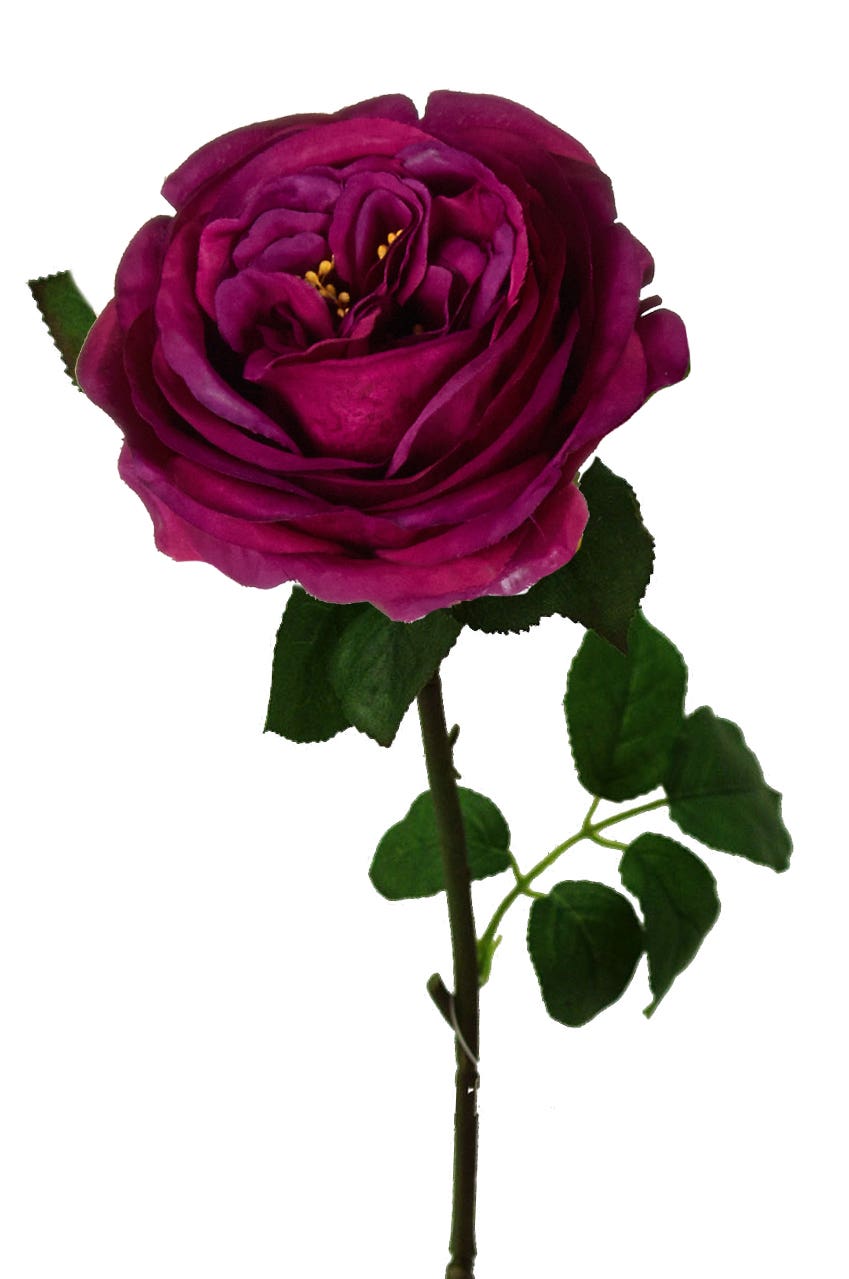 4 x 29 Aubergine English Garden Rose