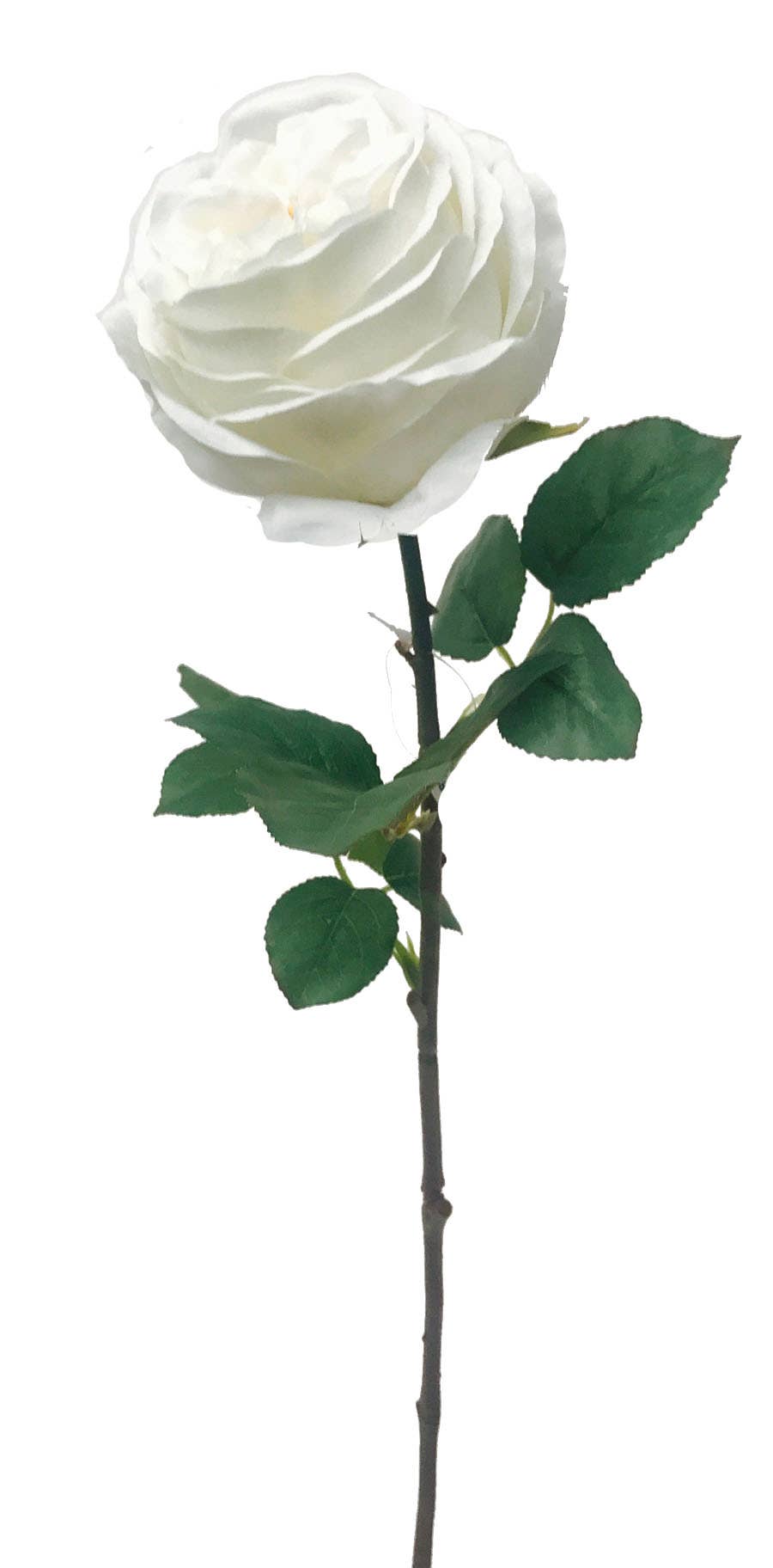 4 x 29 White English Garden Rose