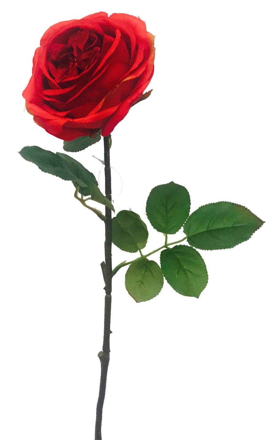 4 x 29 Red English Garden Rose