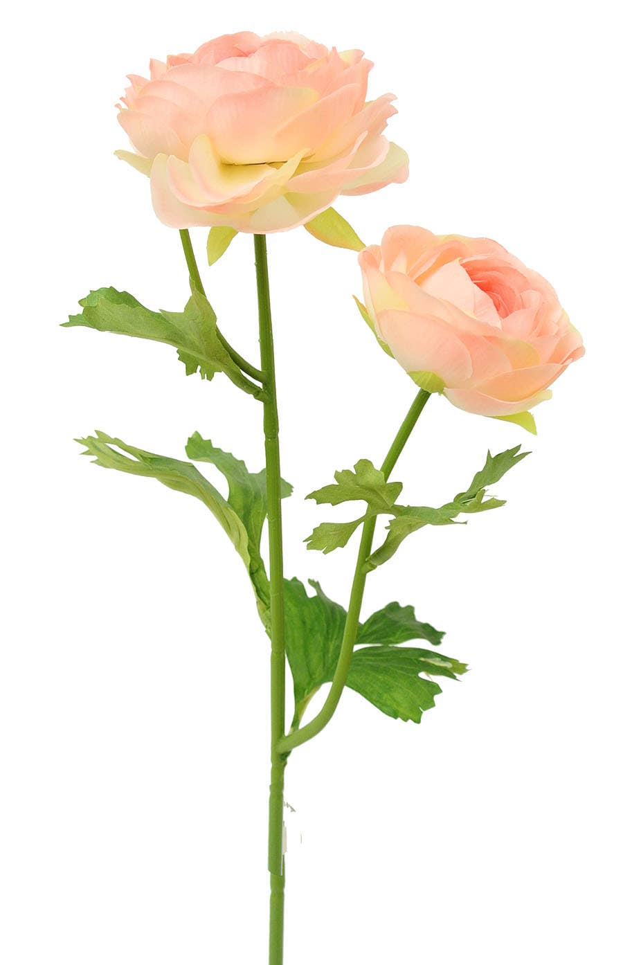 19 Cream & Pink Ranunculus Garden Stem