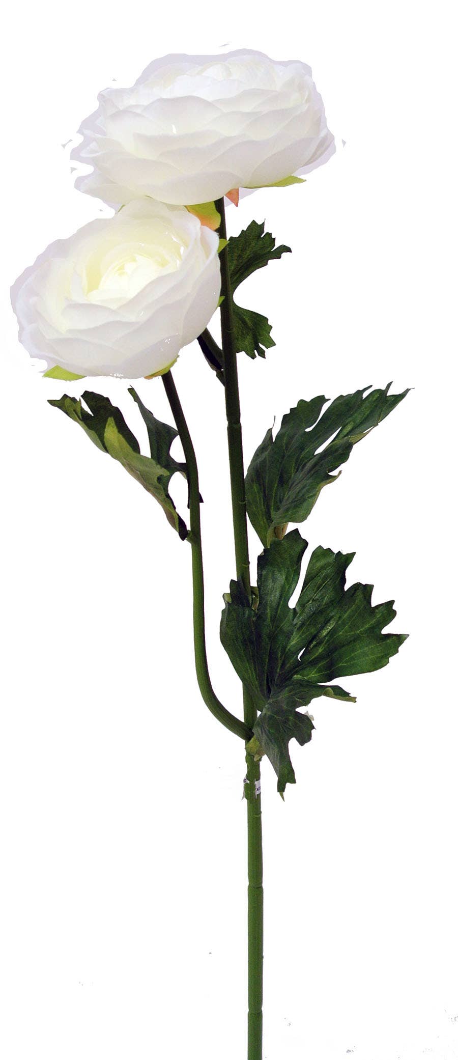 19 Cream Ranunculus Garden Stem