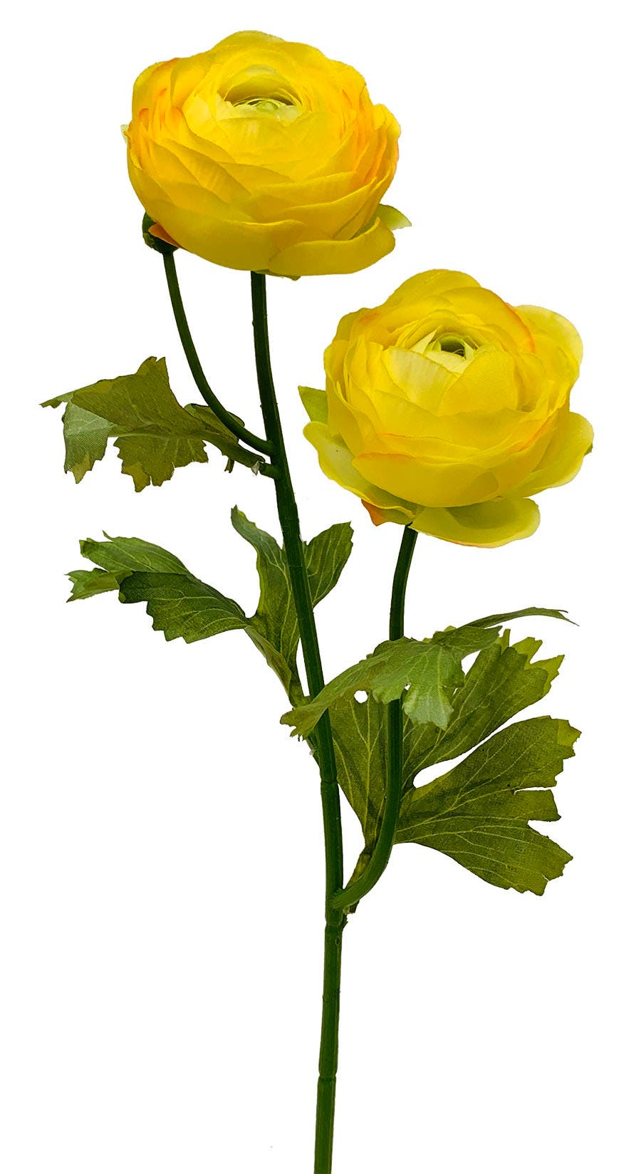 19 Yellow Ranunculus Garden Stem