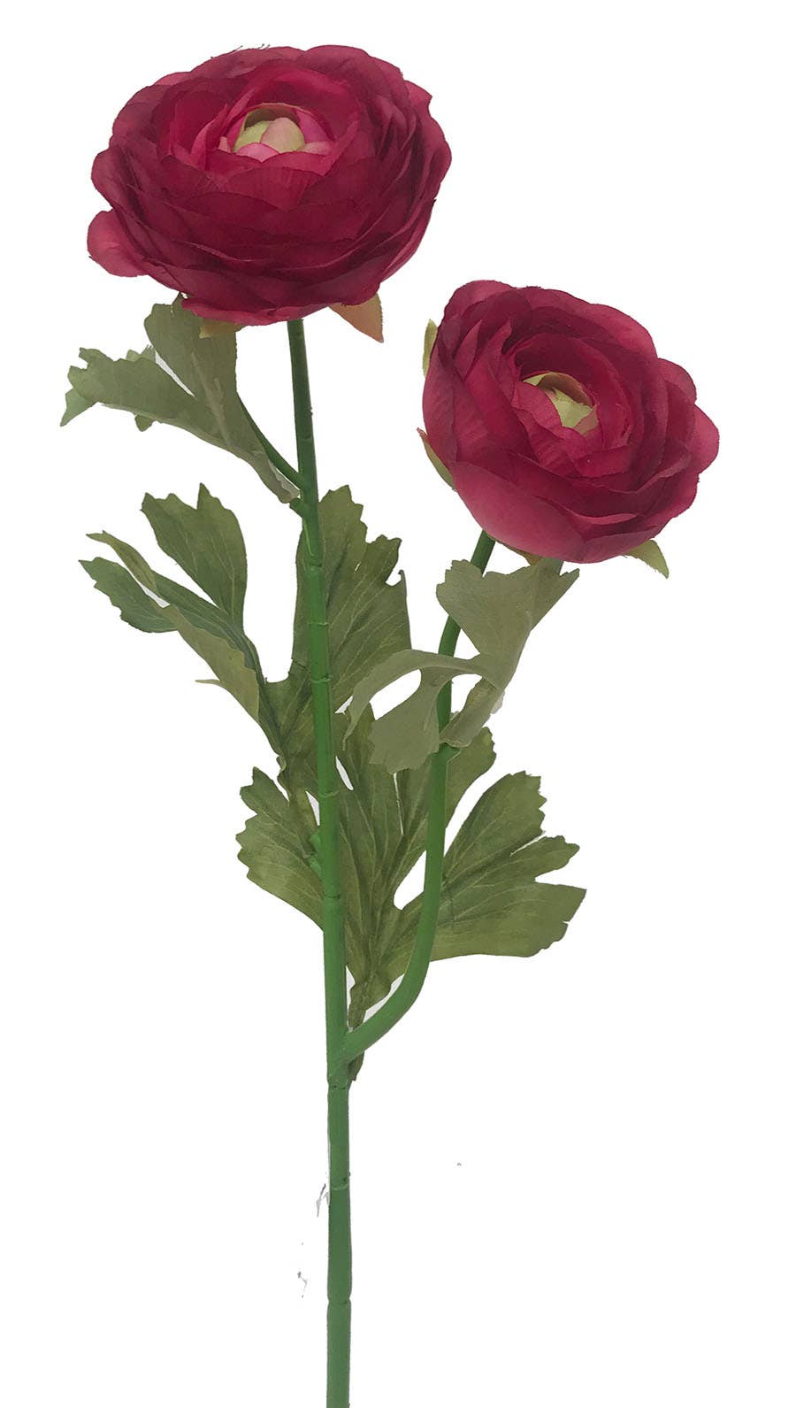 19 Wome Ranunculus Garden Stem