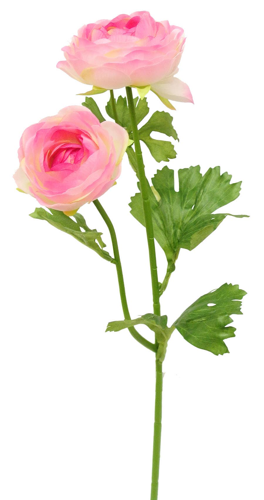19 Cerise & Pink Ranunculus Garden Stem