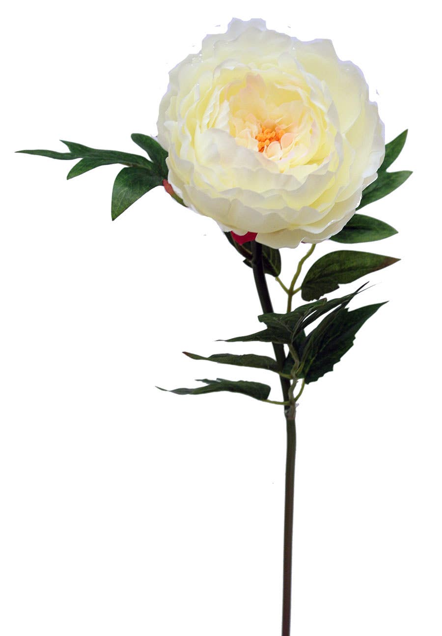 5 x 24 Cream Peony Garden Stem