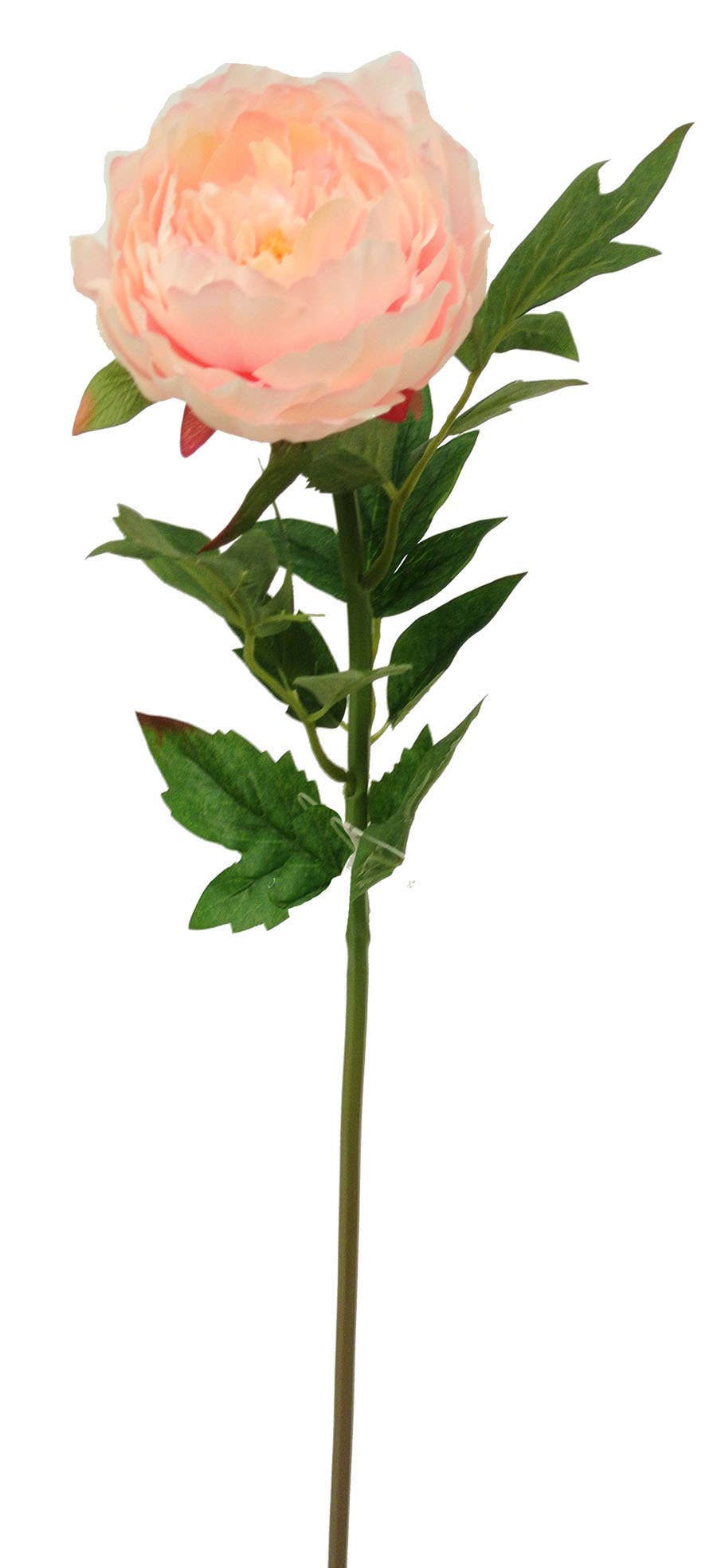 5 x 24 Pink Peony Garden Stem