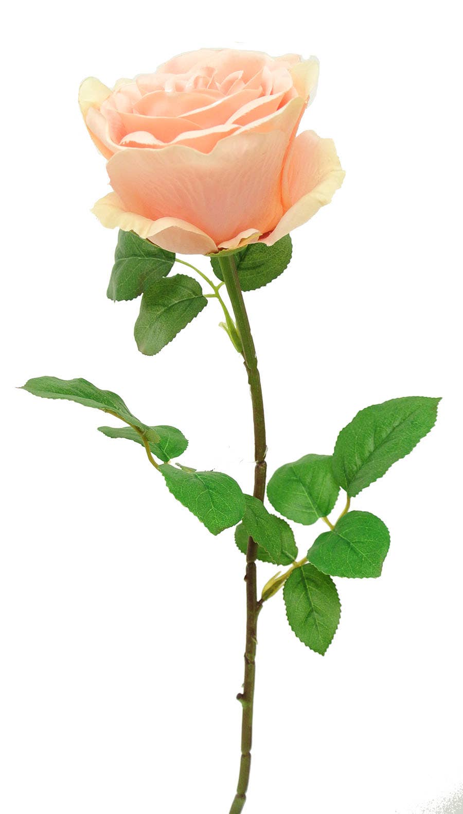 4 x 26.5 Pink Victoria Open Rose