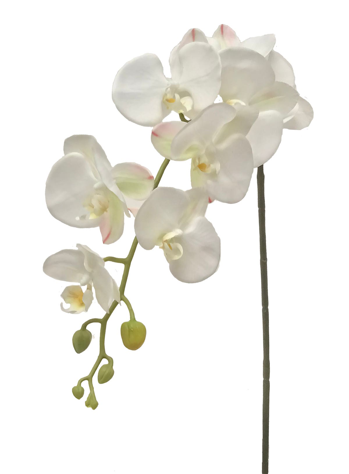 41 White Phalaenopsis Stem