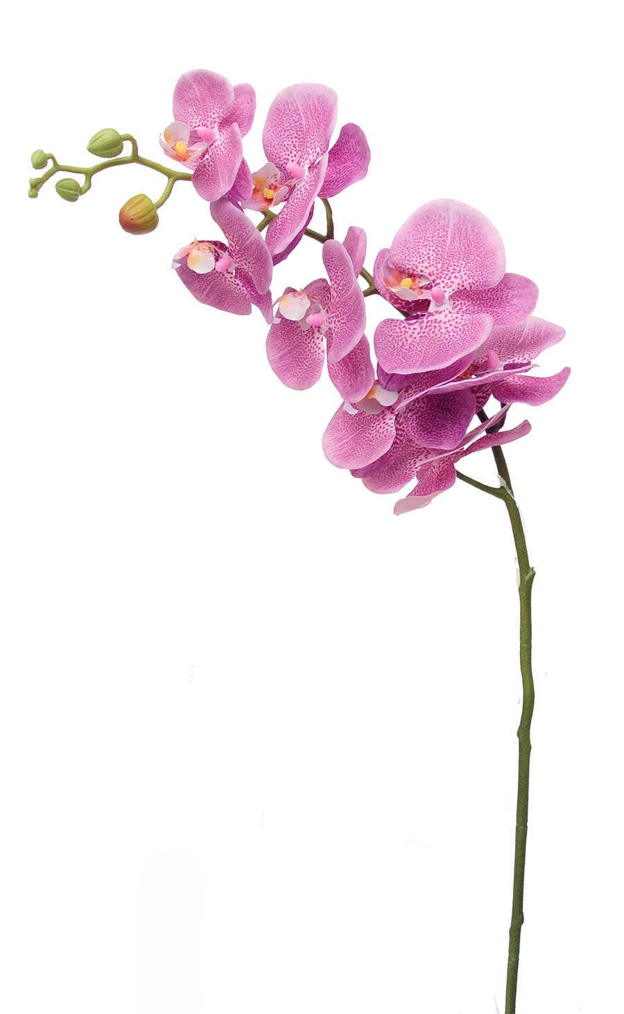 41 Lavender Phalaenopsis Stem
