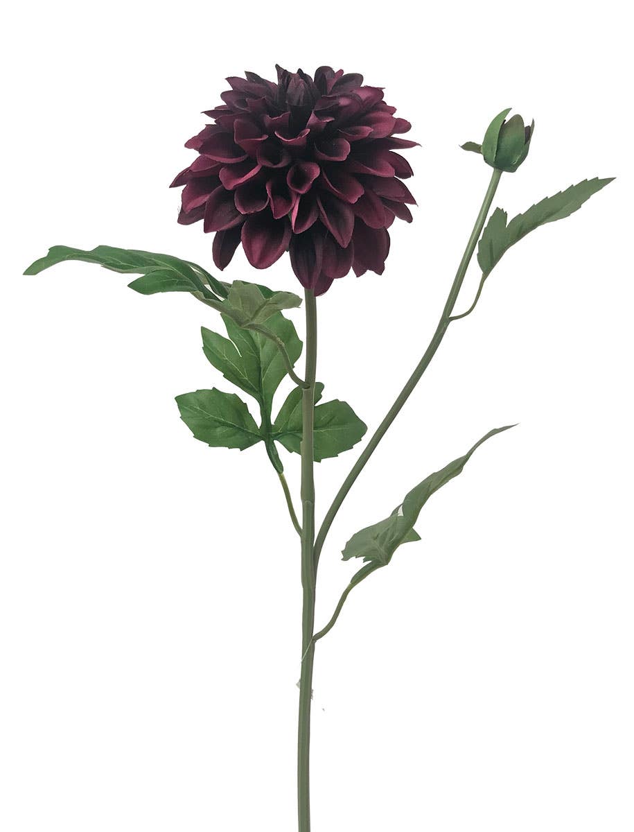 4 x 24 Aubergine Garden Dahlia With Bud