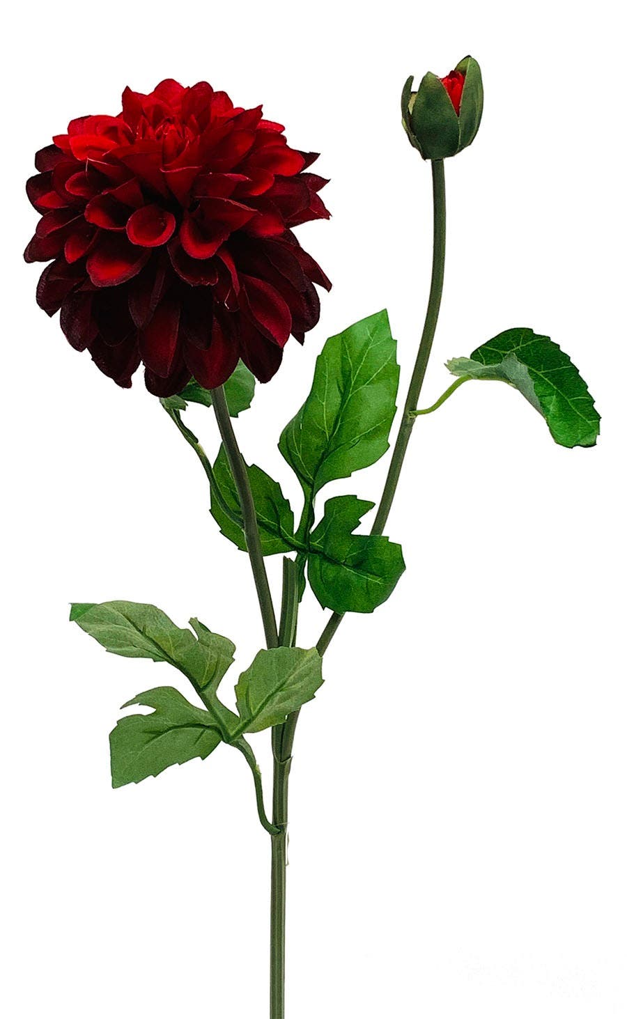4 x 24 Burgundy Garden Dahlia With Bud