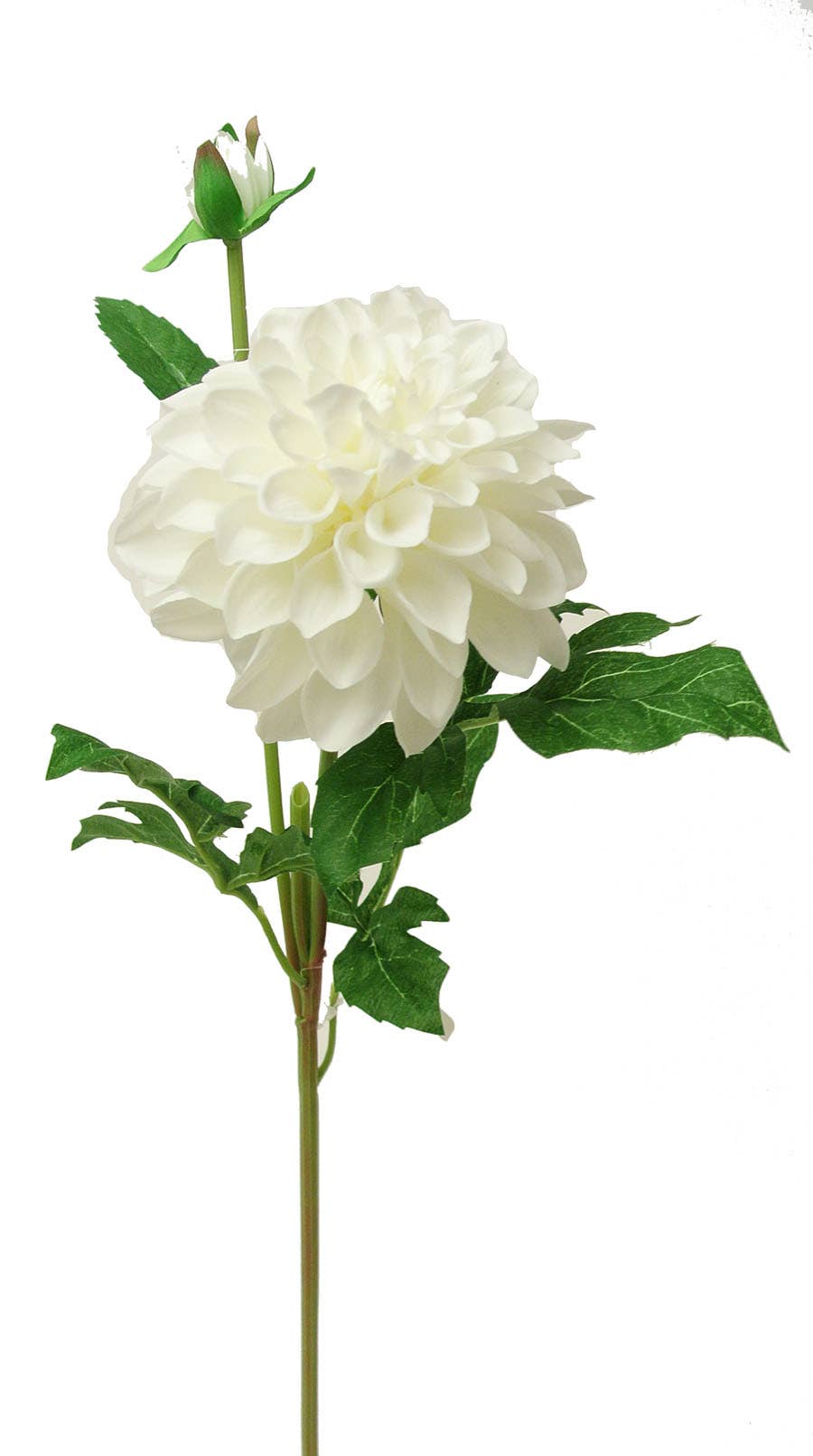 4 x 24 Cream Garden Dahlia With Bud