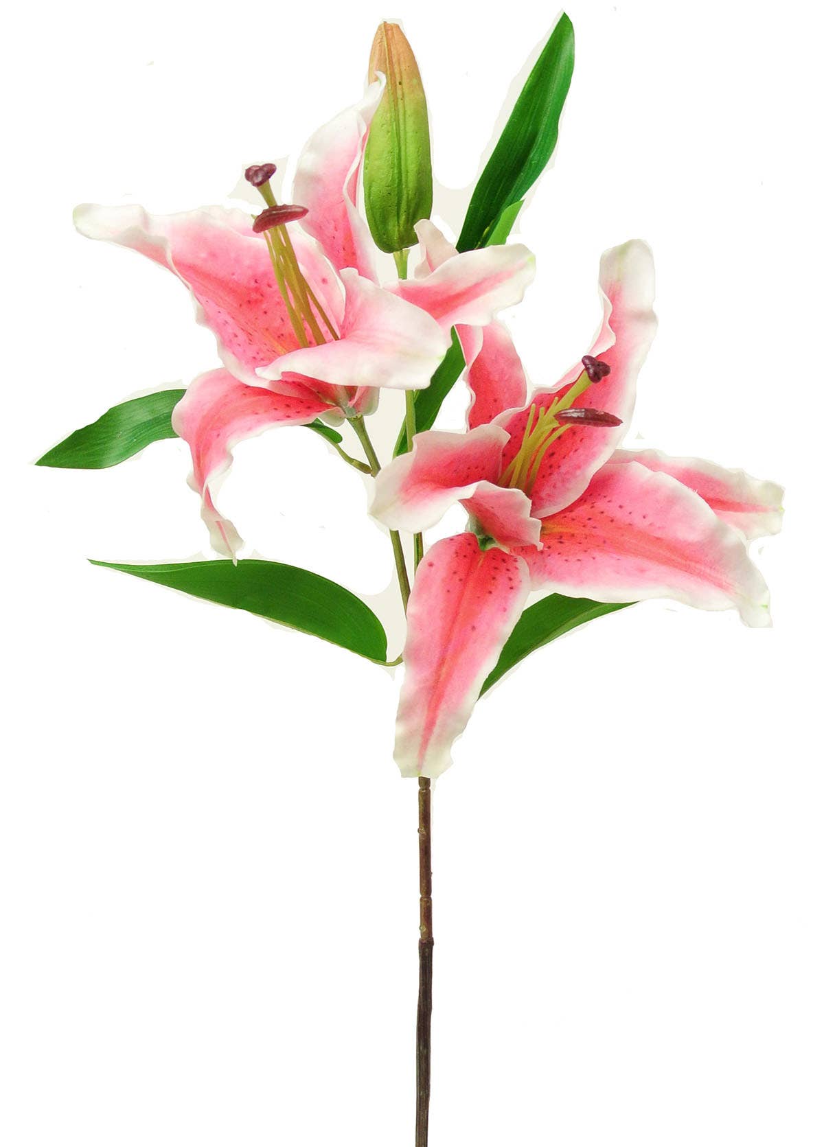 39 Rubrum Lily Garden With Bud