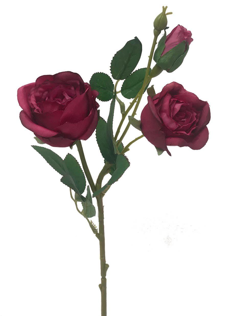 17 Aubergine English Garden Rose