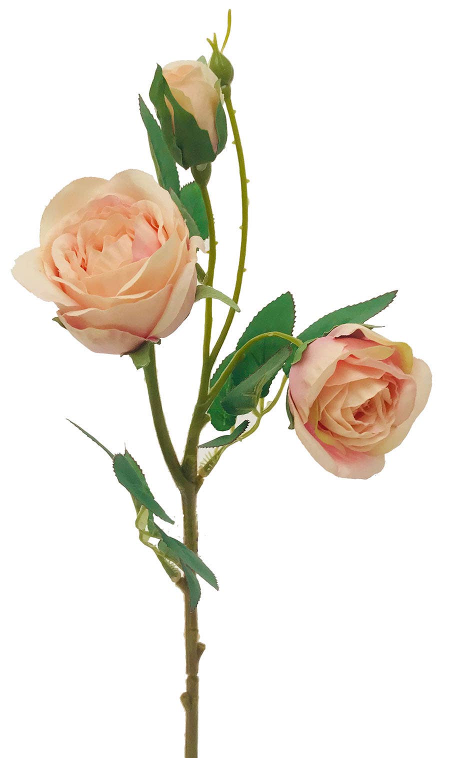 17 Blush English Garden Rose