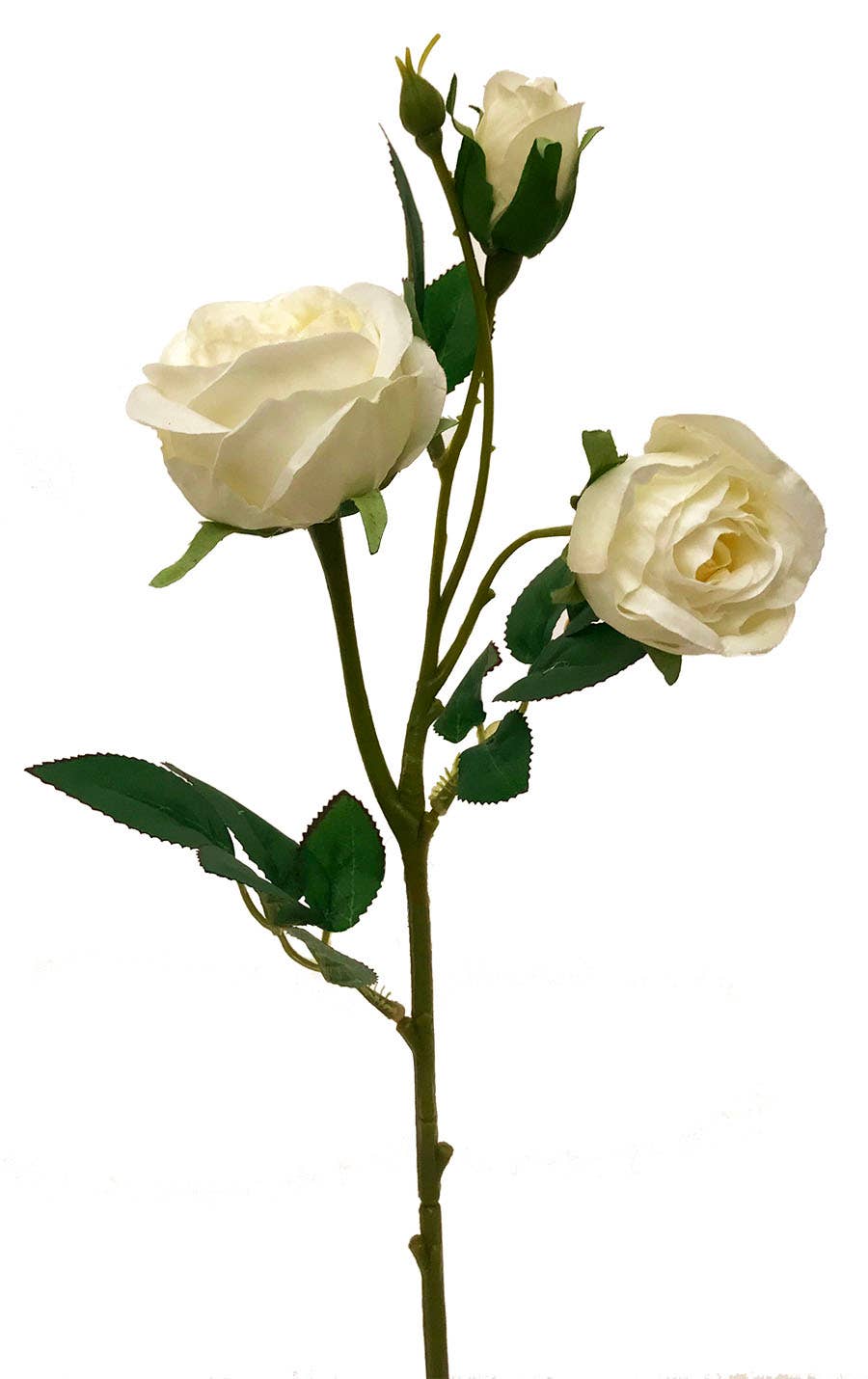 17 Cream & White English Garden Rose