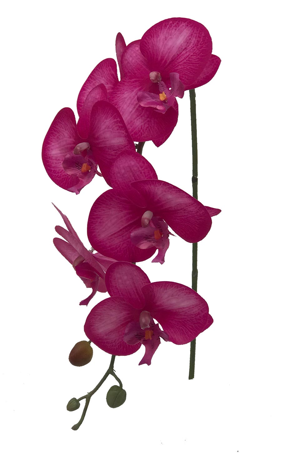 32 Fuchsia Phalaenopsis Stem
