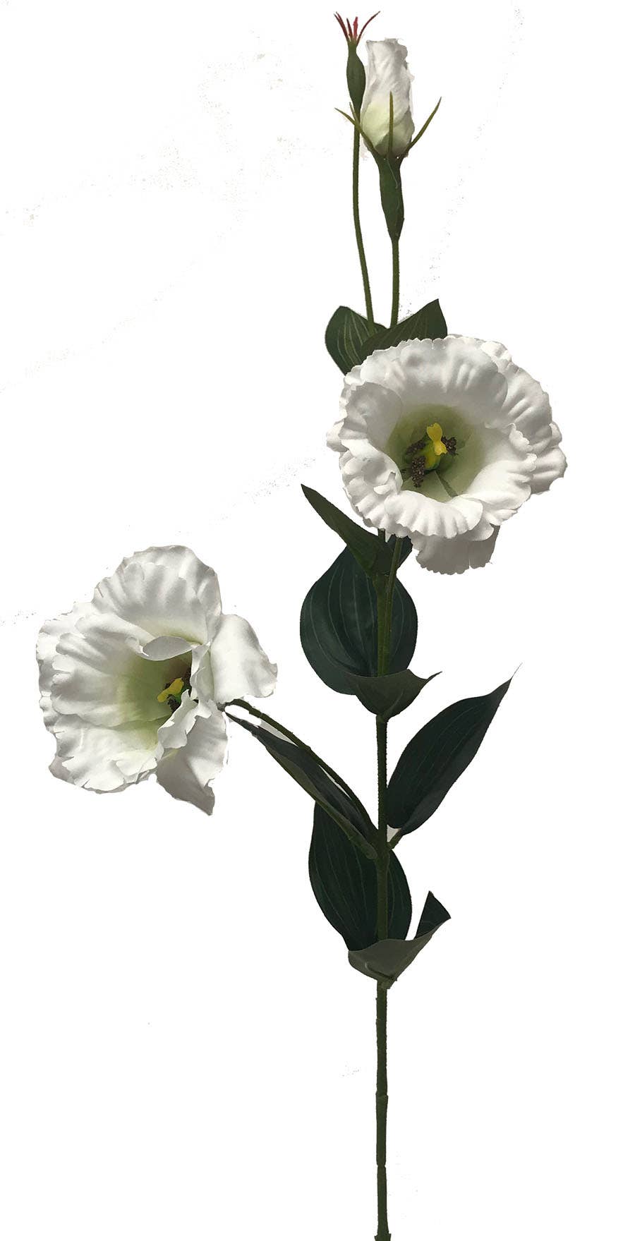 34 White Lisianthus Garden Stem