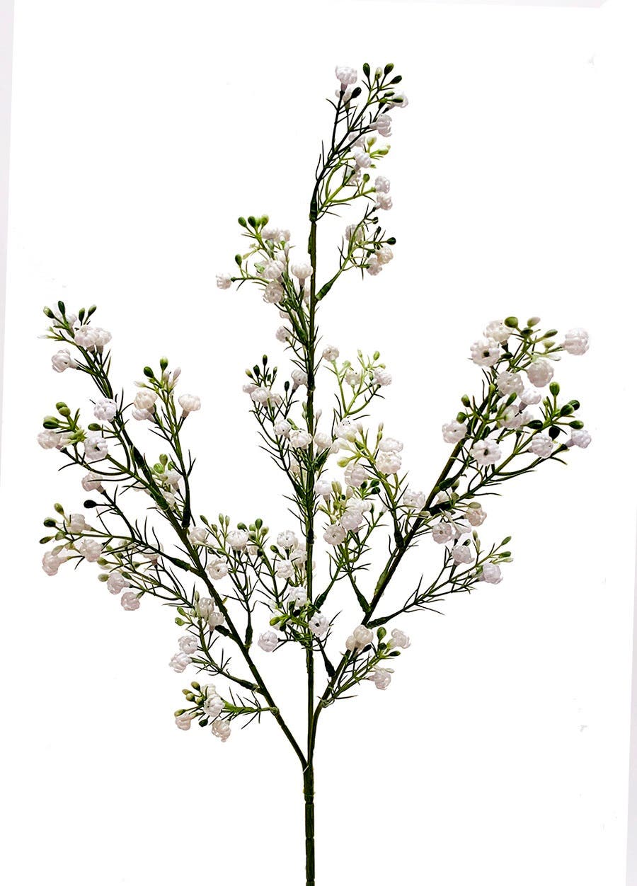 25 White Gyp Stem