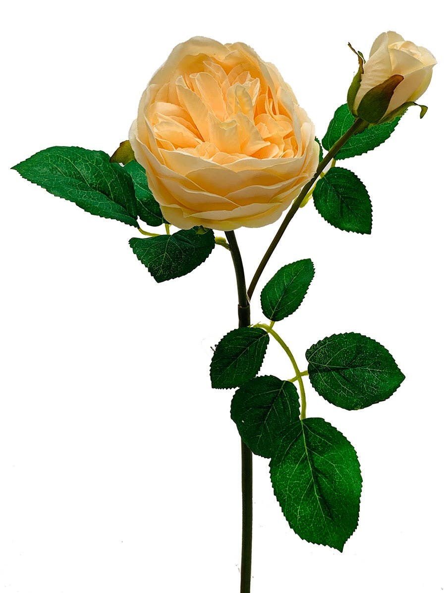 19 Cream Rose English Garden Stem