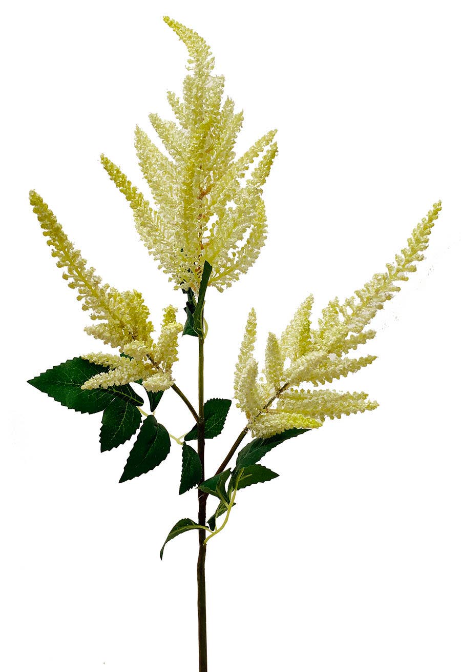 34 Cream & Green Astilbe Garden Stem