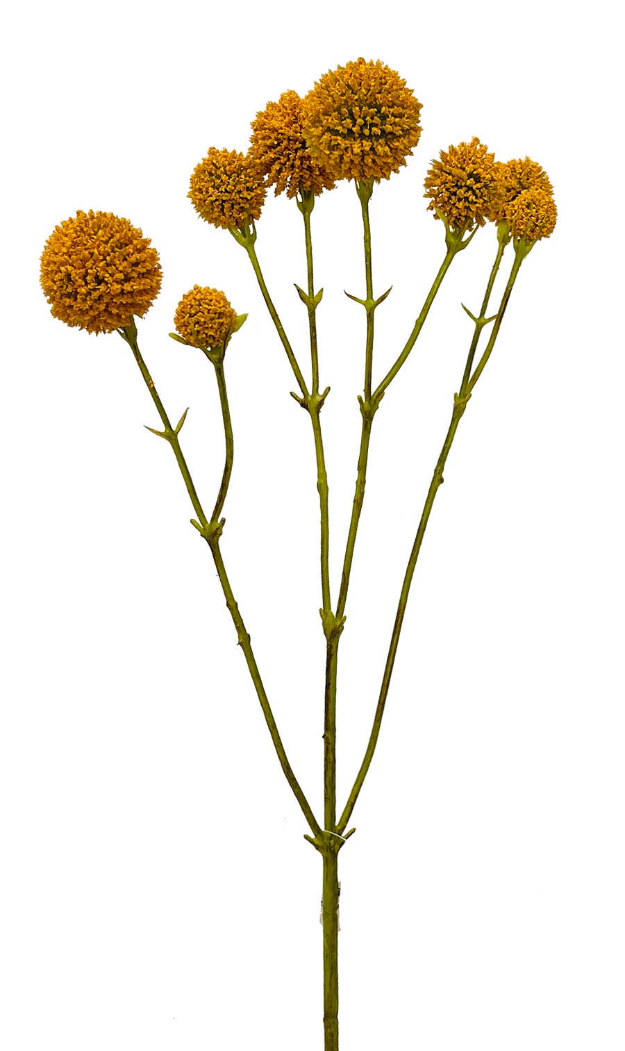 20 Yellow Craspedia Stem