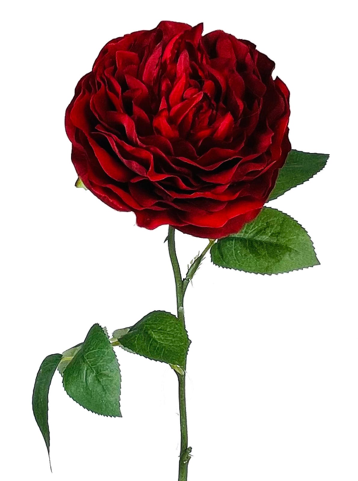 20 Red Ruffled Garden Rose Stem