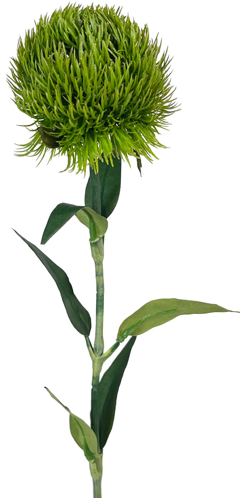 20 Green Trick Dianthus Stem