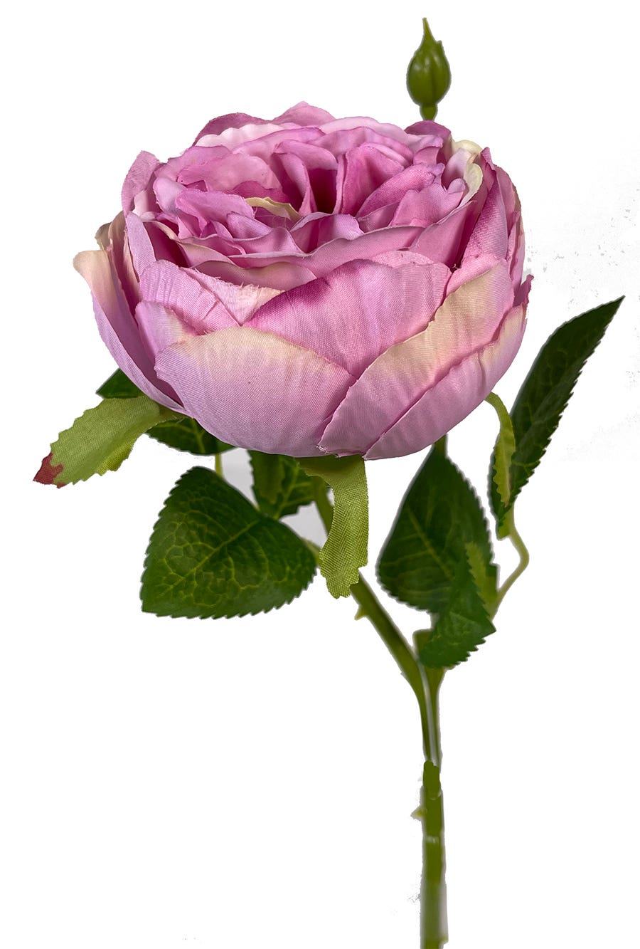 17.75 Beauty English Garden Rose Stem