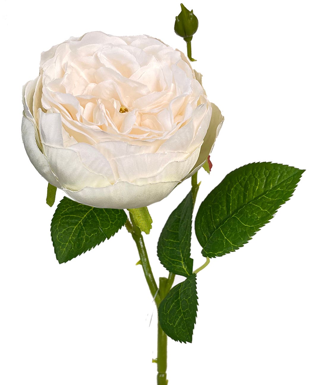 17.75 Cream English Garden Rose Stem