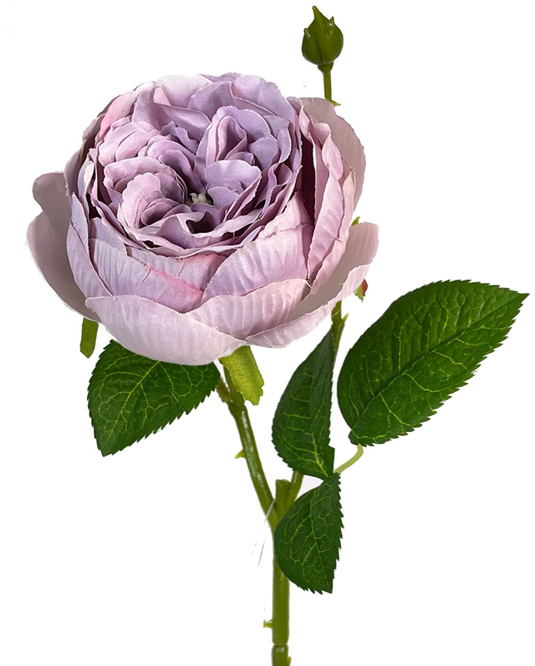 17.75 Lavender English Garden Rose Stem