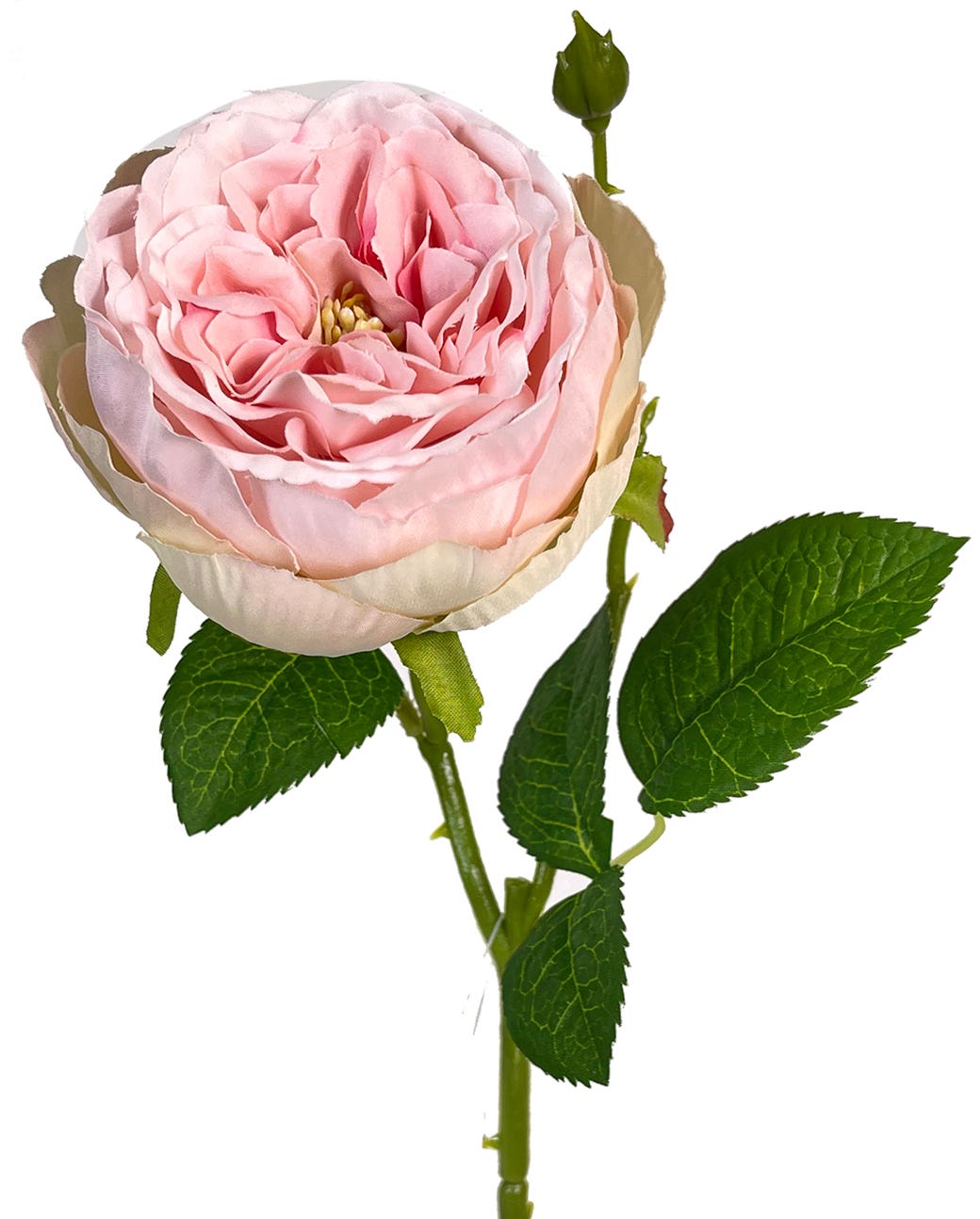 17.75 Pink English Garden Rose Stem