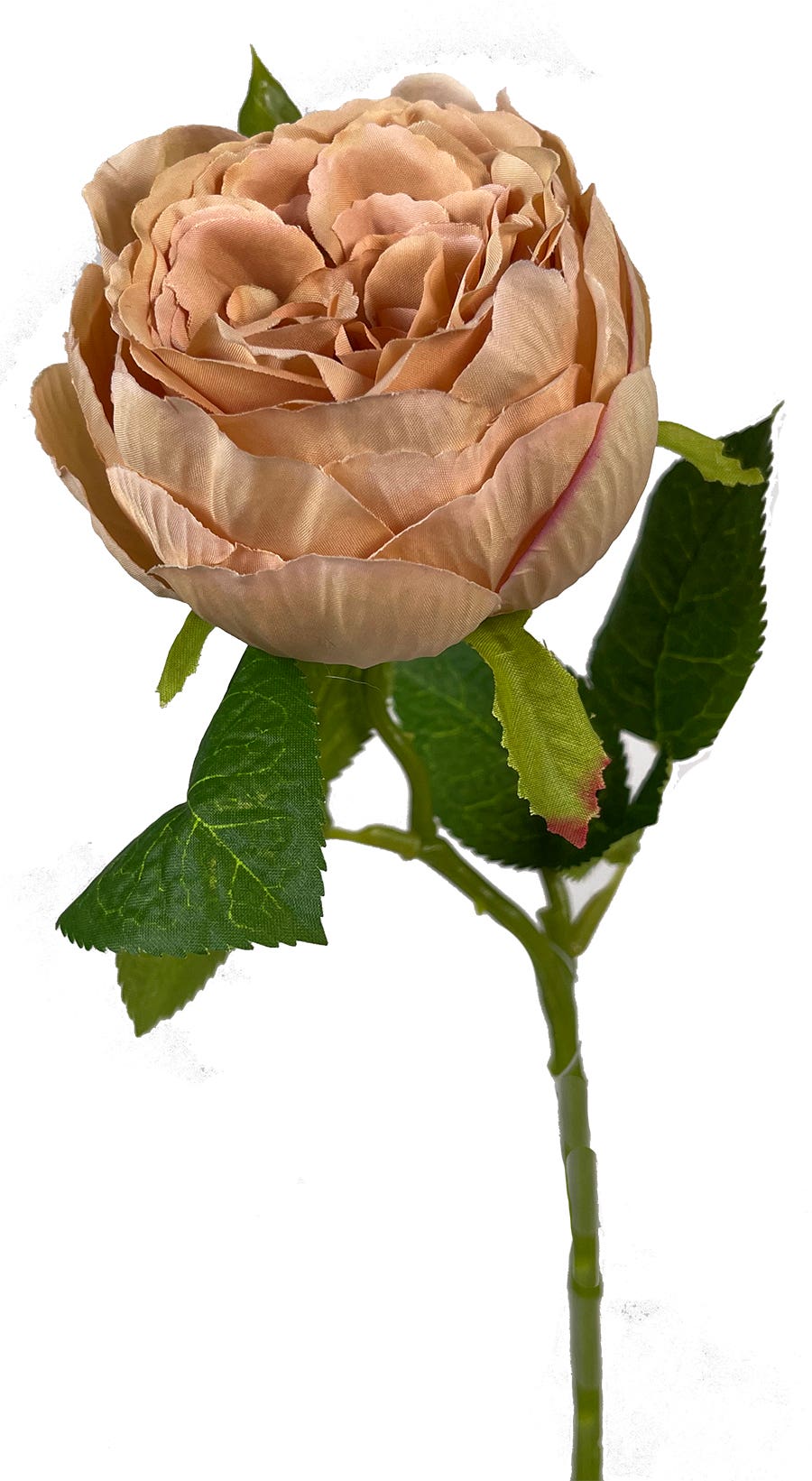 17.75 Toffee English Garden Rose Stem