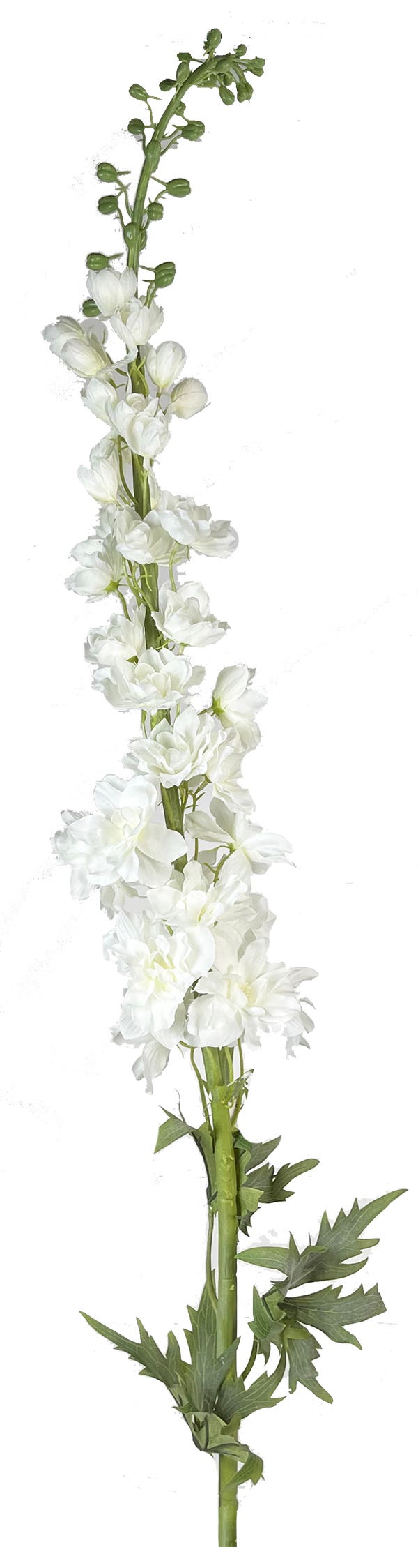 54 Cream Delphinium Stem