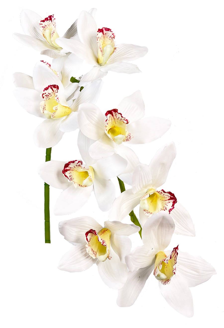 33 Cream Cymbidium Stem