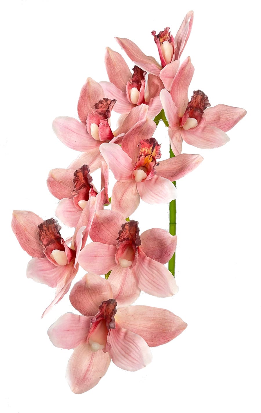 33 Pink Cymbidium Stem